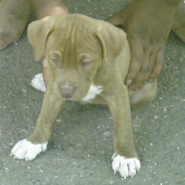 Bank's CoCo Pit Bull